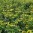 Green.jpg