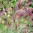 grass-melinis-karoo-queen-seeds-50875870019858.jpg