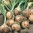 p0572-semo-vegetable-onion-winteria-500x500-1-300x300.jpg