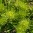 arctic-snow-05.jpg