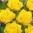 lemon.jpg