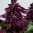 E1435 Hotbloom Purple (1).jpg