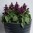 E1435 Hotbloom Purple (2).jpg