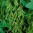 soja-lustinata-brunensis2-600x754.jpg