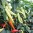 srilanus-f1-768x576.jpg