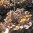 dubared2-500x500.jpg