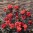 Dahlia_Black_Forest.jpg