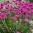 armeria-maritima.jpg