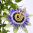 Meczennica-Blekitna-Passiflora.png