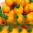 cereza-amarilla.jpg