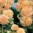malwa-pelna-rosea-chaters-double-apricot.jpg