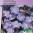 geranium_pratense_blauw_en_full.jpg