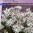 edelweiss_alpinum_en_full.jpg