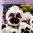 pansy_swiss_giants_silverbride_full.jpg