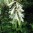 cardiocrinum.jpg