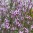 verbena-officinalis-bampton.jpg