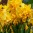 narcissus_tete__boucle.jpg