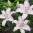 lilium-brasilia.jpg