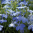 palace sky blue.png