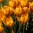 orange-monarch.jpg