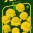 9515-aksamitnik-petit-zluty_1.jpg
