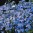 lob-skyblue.jpg