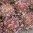 p3861-semo-zelenina-salat-listovy-dubared-500x500.jpg