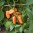 paprika-hamik_1.jpg