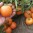 rajce-oranze-8-2007-024.jpg