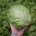 salat-maximo-6-2006-054_1.jpg