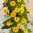 thunbergia-alata_1.jpeg