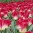 tulip-match6.jpg
